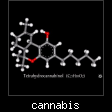 cannabis.jpg