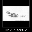 001227-tortue.jpg